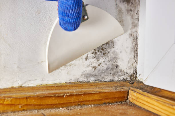 Best Commercial Mold Inspection  in Heppner, OR